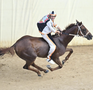 Dino Pes detto Velluto vince il palio di siena con la lupa