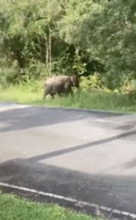 elefante ribalta auto in thailandia 11