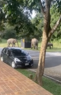 elefante ribalta auto in thailandia 12