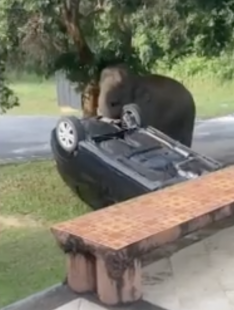 elefante ribalta auto in thailandia 3