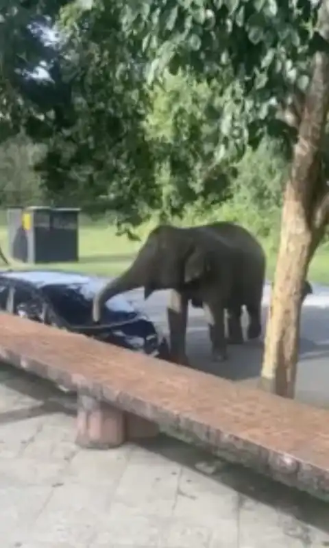 elefante ribalta auto in thailandia 4