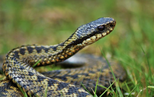 vipera