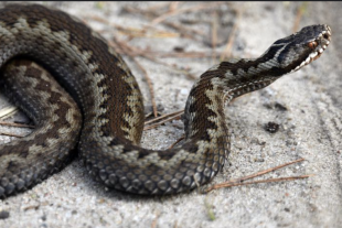 vipera