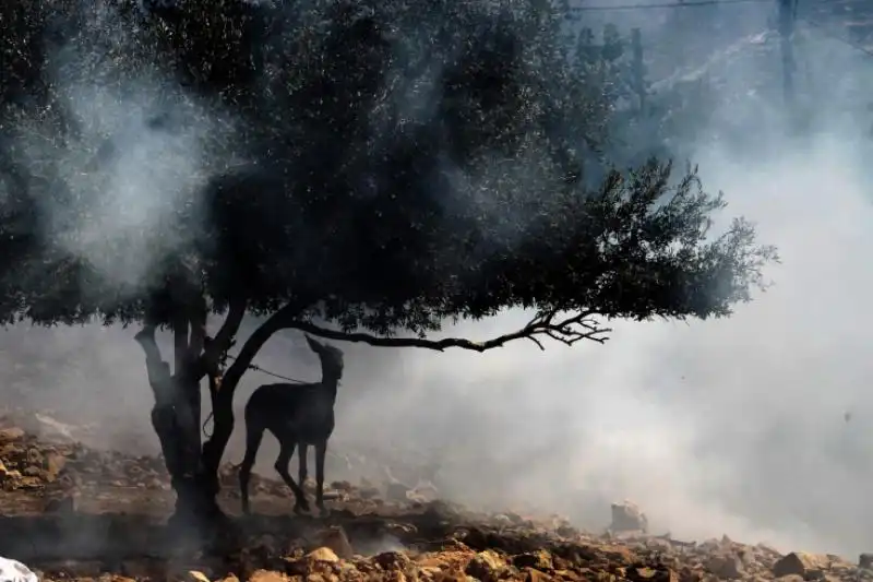 ASINO LEGATO A UN ALBERO IN MEZZO AL GAS LACRIMOGENO LANCIATO DAGLI ISRAELIANI A QADOMEM 