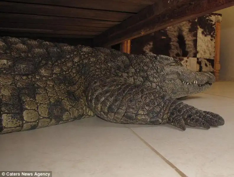 COCCODRILLO SOTTO AL LETTO IN ZIMBABWE 