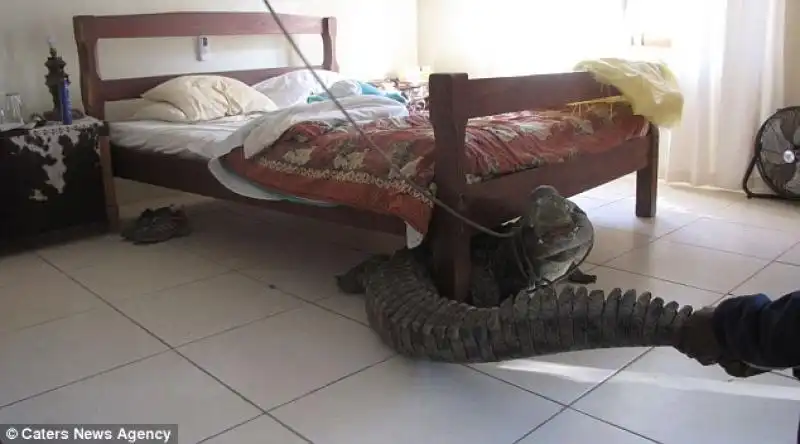 COCCODRILLO SOTTO AL LETTO IN ZIMBABWE 