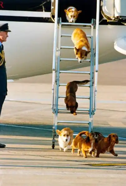 I CORGI DELLA REGINA ELISABETTA SULL AEREO PRIVATO 