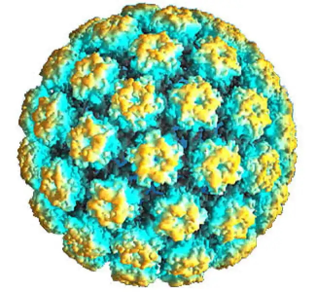 HPV papilloma 