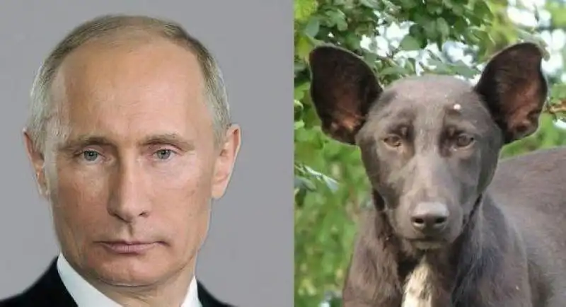 PUTIN CANE 