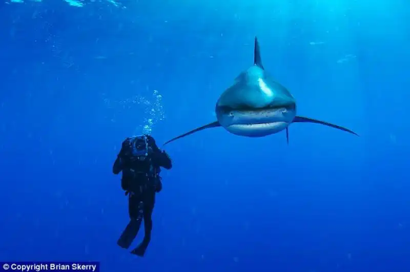 SPECIE MARINE IN VIA DI ESTINZIONE SQUALO 