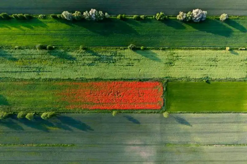 campo di grano in polonia