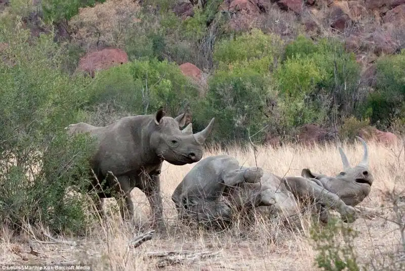 elefante contro rinoceronte 2