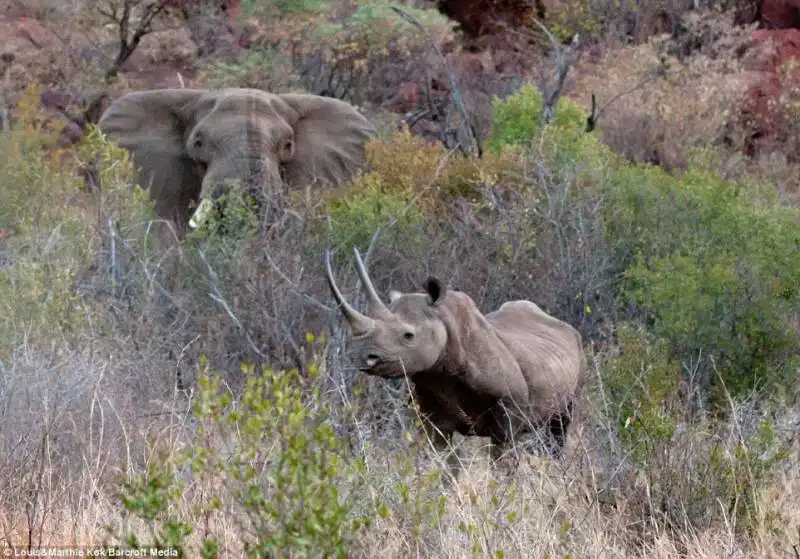 elefante contro rinoceronte 4