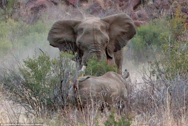 elefante contro rinoceronte 5