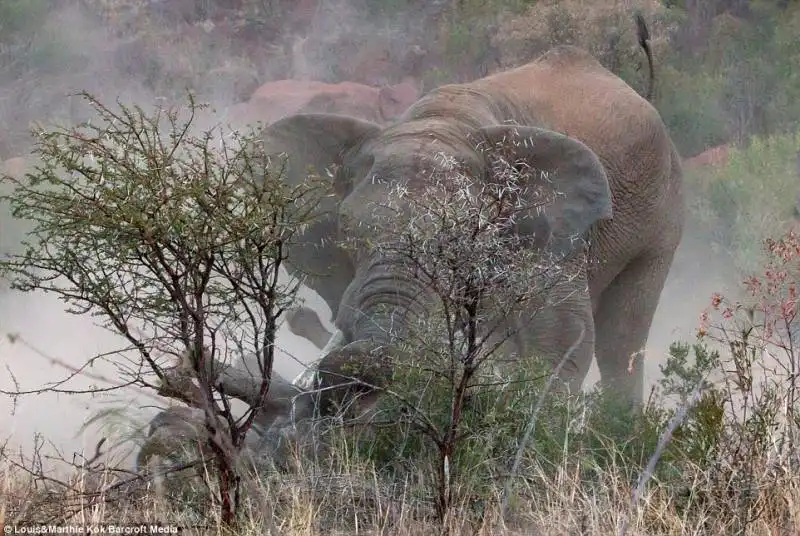 elefante contro rinoceronte 7