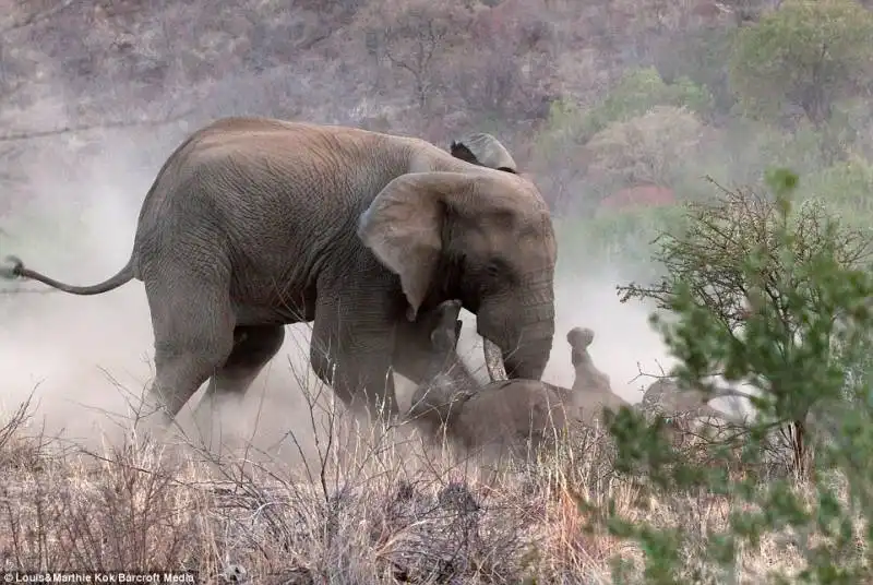 elefante contro rinoceronte 8