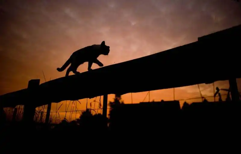 foto time 22 settembre  2014   gatto a sehnde in germania  15