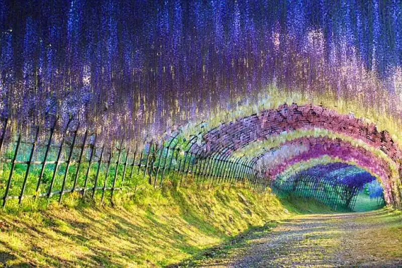 kawachi fuji gardens