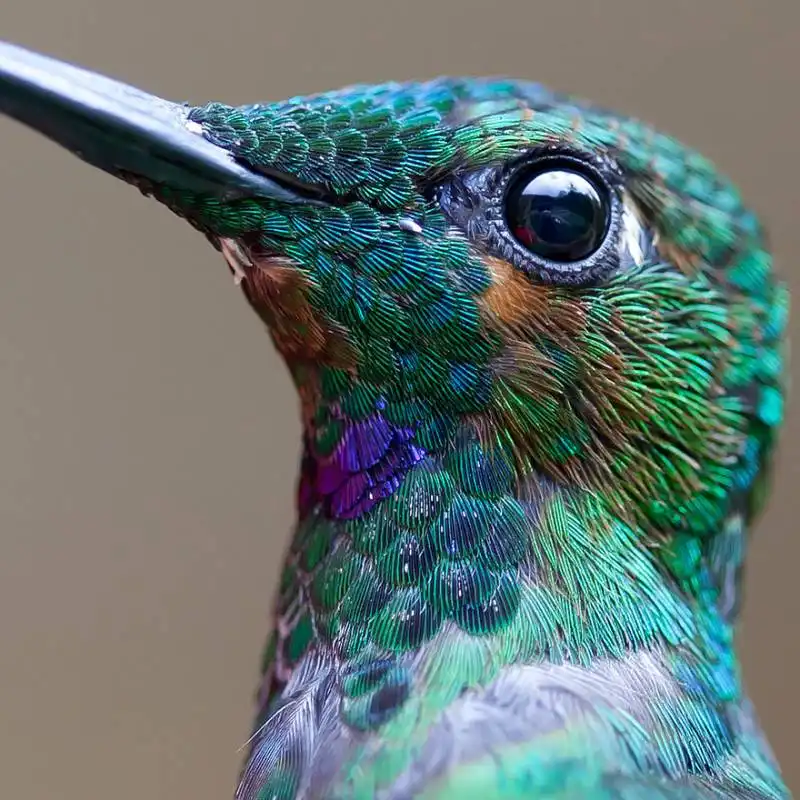 la bellezza degli uccelli grazie alle foto macro 1