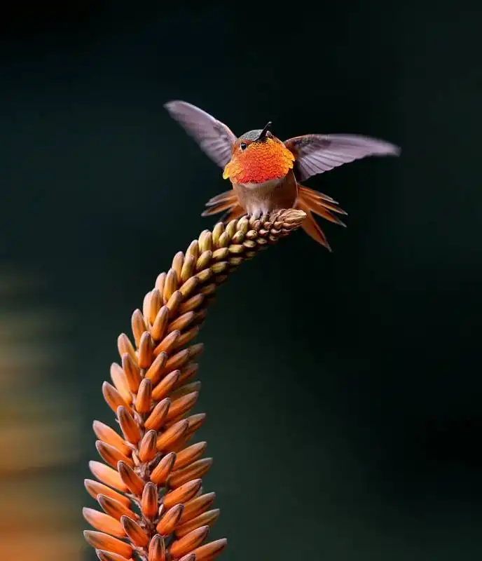 la bellezza degli uccelli grazie alle foto macro 13