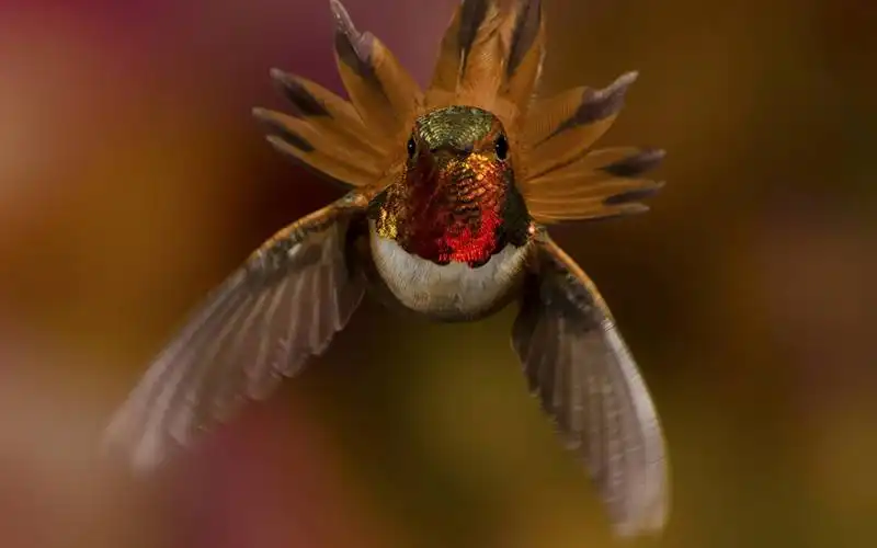 la bellezza degli uccelli grazie alle foto macro 17