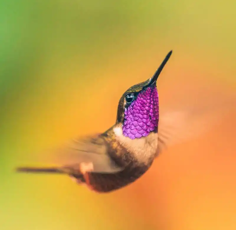 la bellezza degli uccelli grazie alle foto macro 18