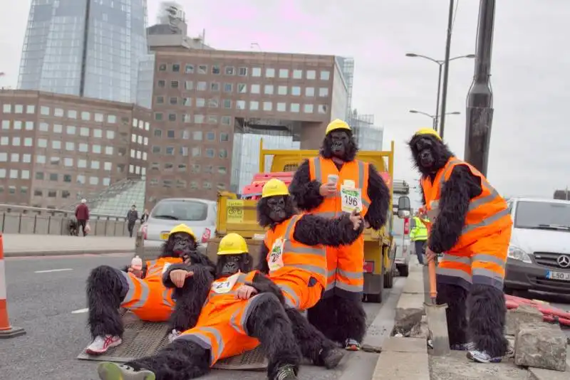 la corsa dei gorilla domani a londra