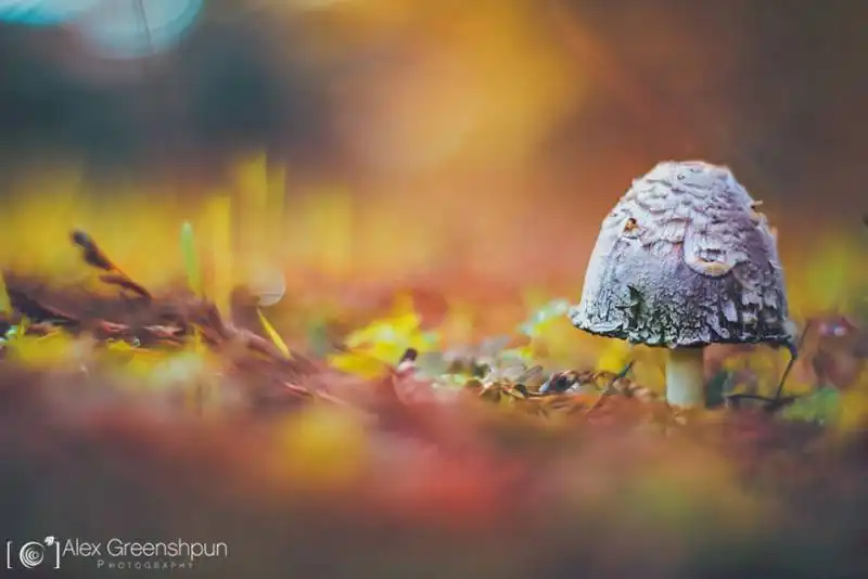 la magia dell'autunno foto di alex greenshpun 10