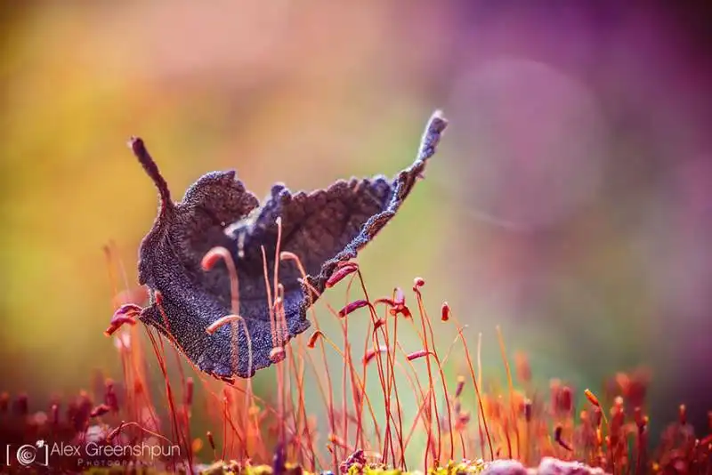 la magia dell'autunno foto di alex greenshpun 11