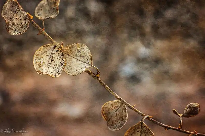 la magia dell'autunno foto di alex greenshpun 19