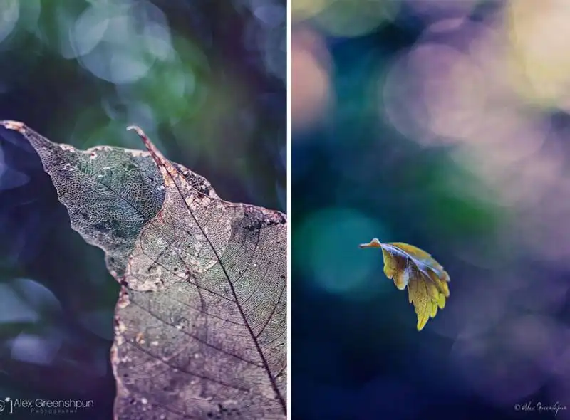 la magia dell'autunno foto di alex greenshpun 22