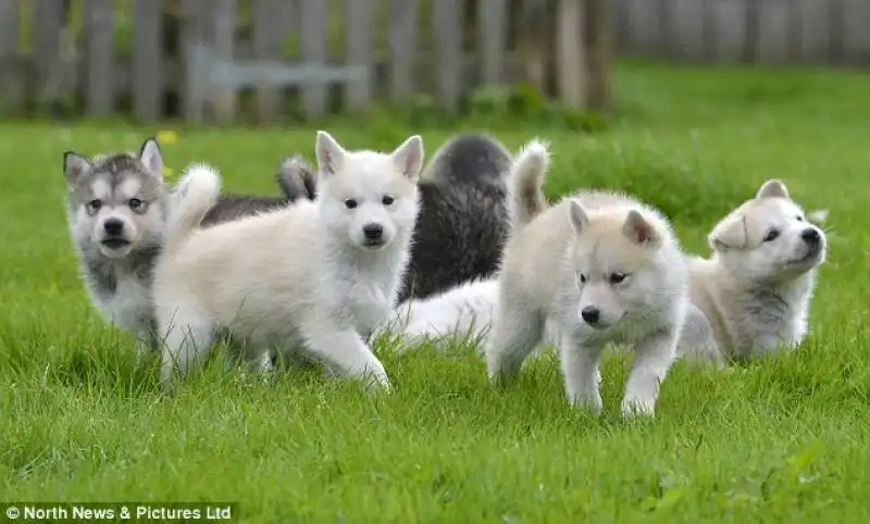 mamma husky era stata abbandonata in strada