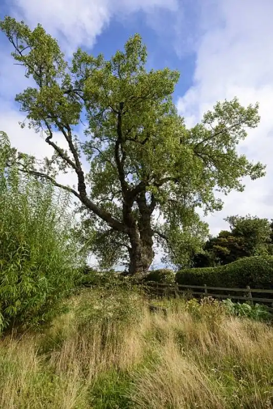 acklington black poplar   raro albero nativo inglese