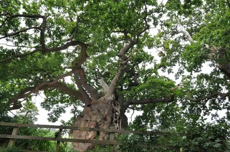 albero old man a calke park con oltre mille anni