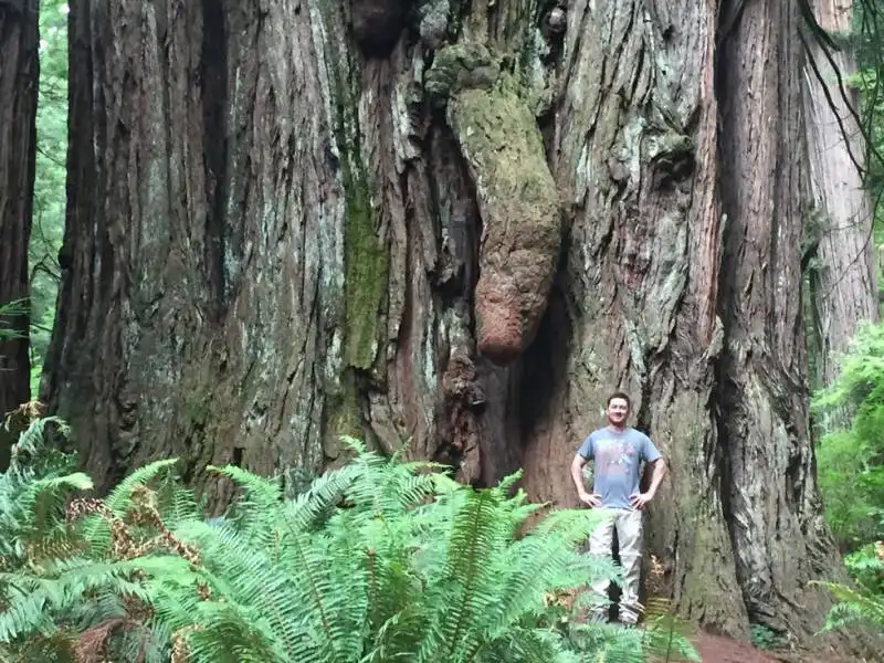 anche gli alberi hanno il pene