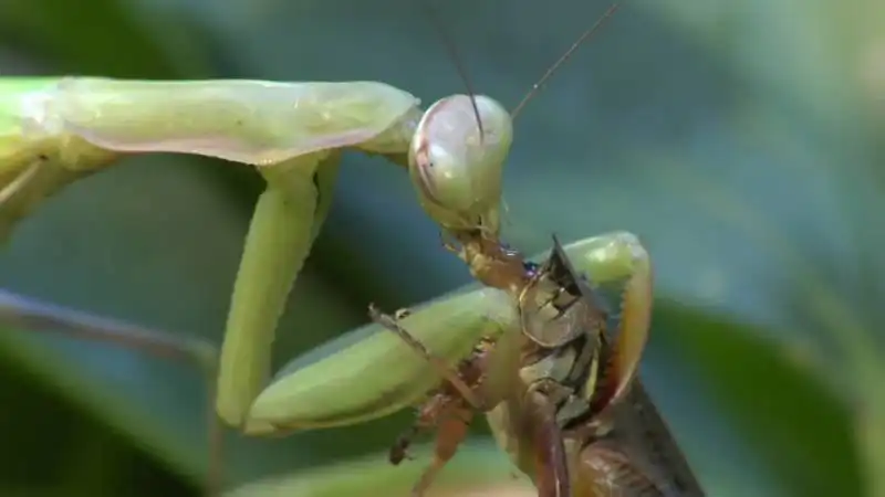 animali attaccano la preda 5