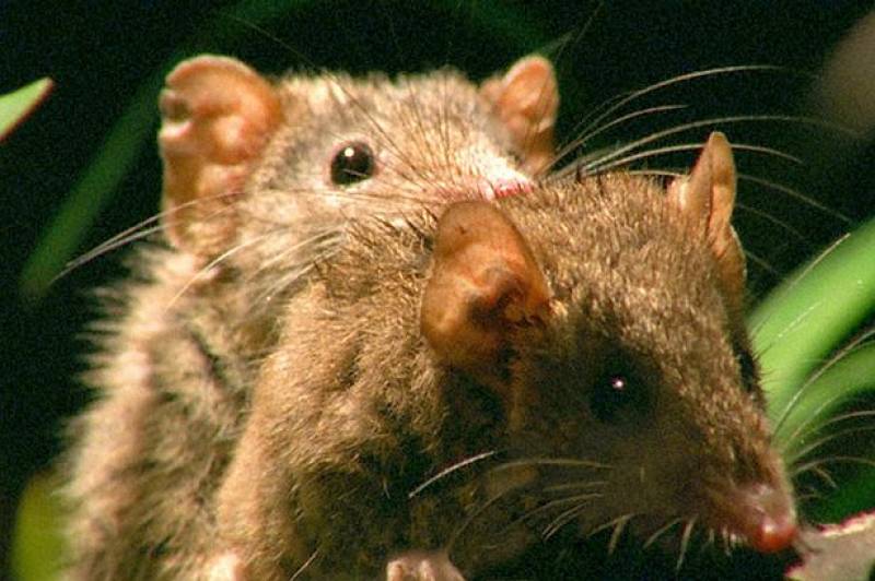 antechinus