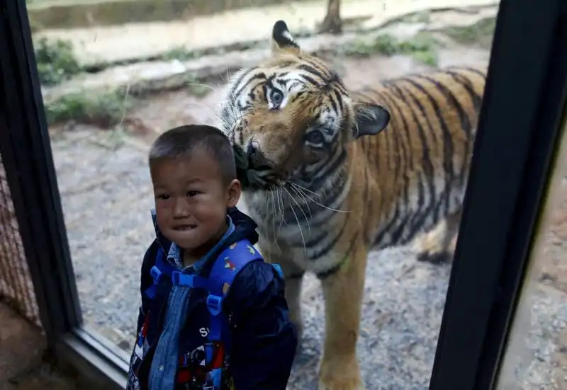 bambino e una tigre in uno zoo in cina