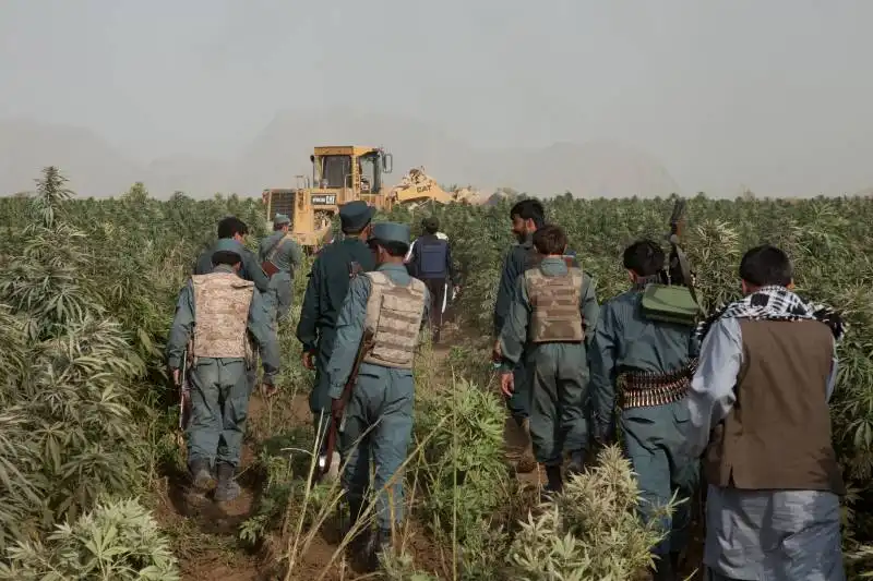 campo di marijuana in afghanistan