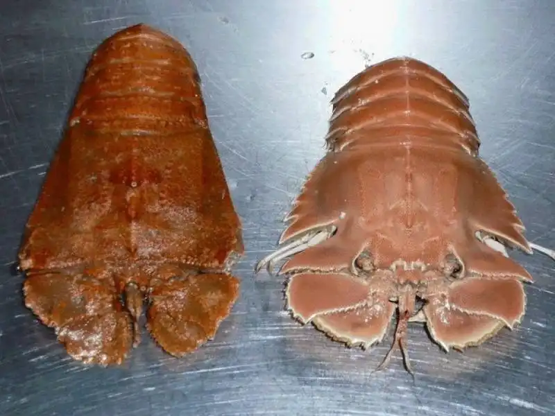 crostaceo australiano