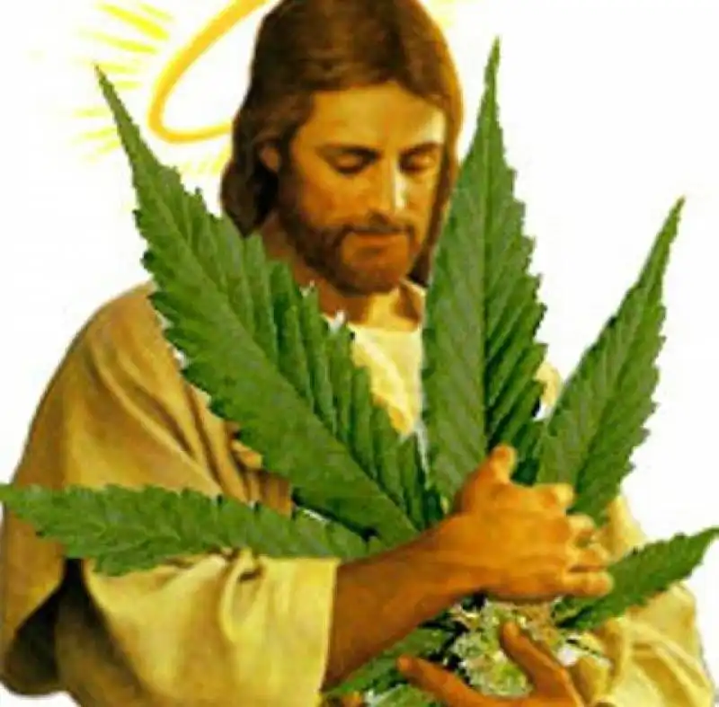 gesu cannabis