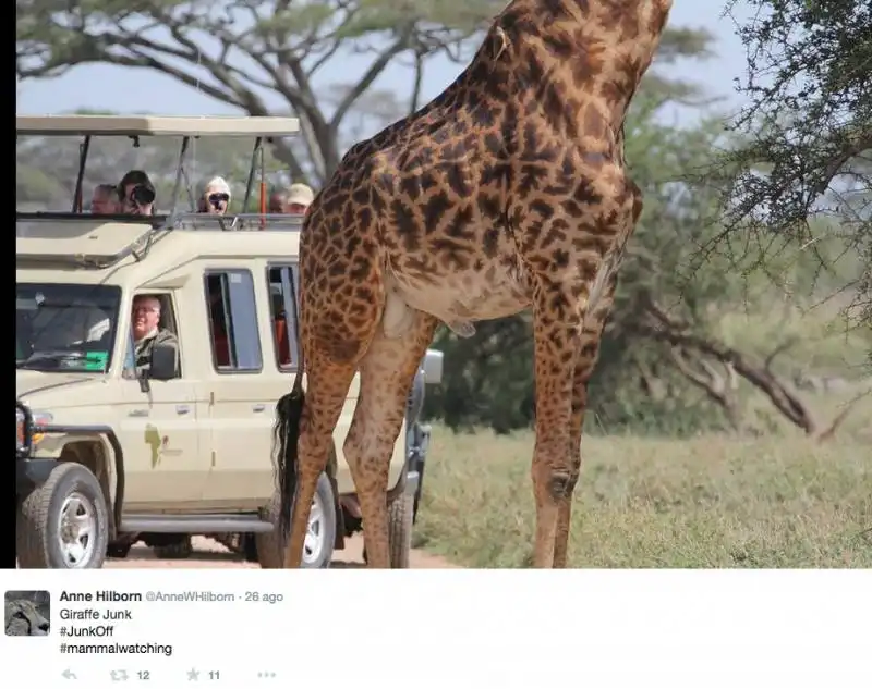 giraffa