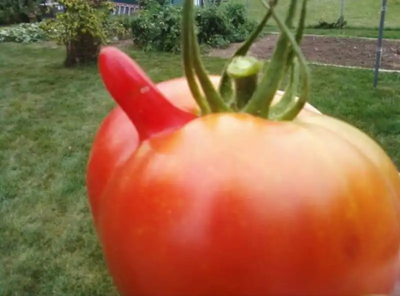 il pomodoro eccitato