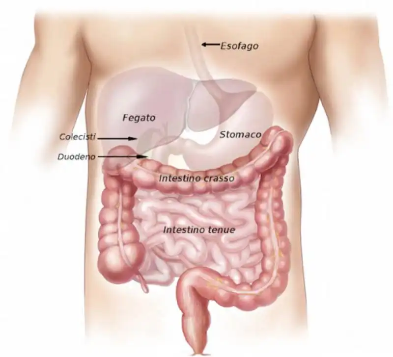 INTESTINO 