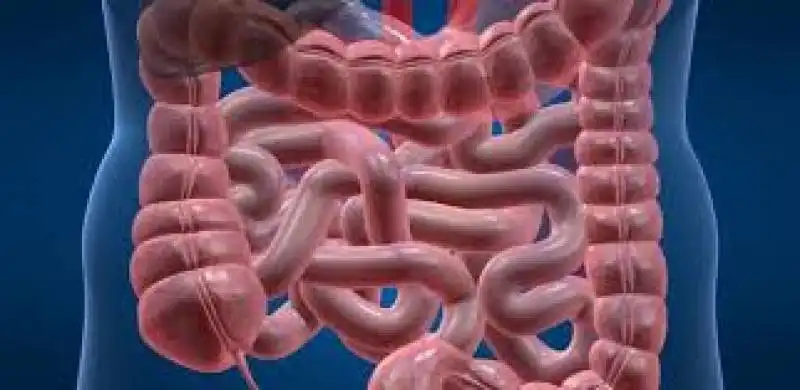 INTESTINO