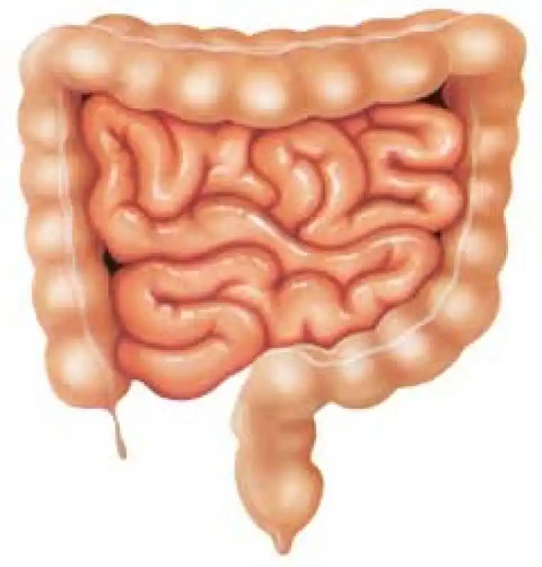 INTESTINO FELICE