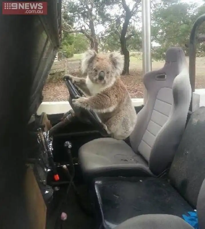 koala al volante