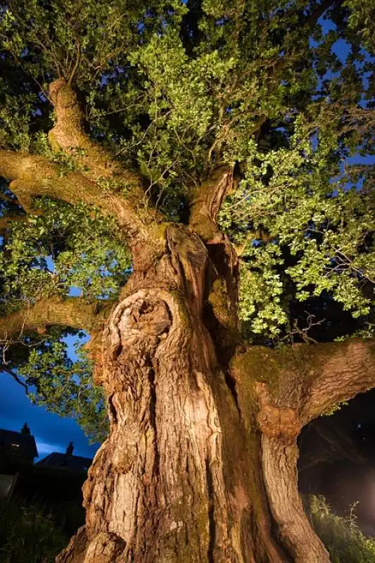 la quercia di birnam   perthshire