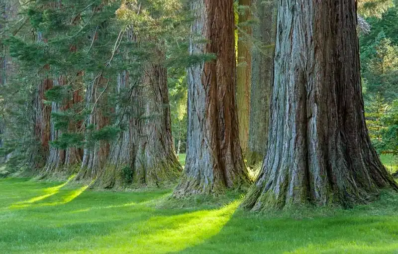 le sequoie di benmore   scozia