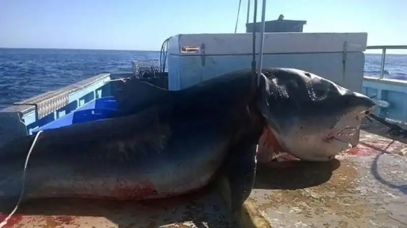 lo squalo bianco catturato da un peschereccio australiano